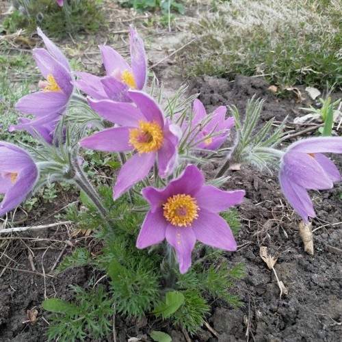 Pulsatilla vulgaris - Harilik karukell 